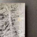 Photo silver dead tree in front of lake n°4 bernard darot xxth