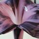 Elegant Large vase, Murano/Italy. Floral/Calla shape collar. Decorated with scrolls/lilac/plum waves. High 43 cm