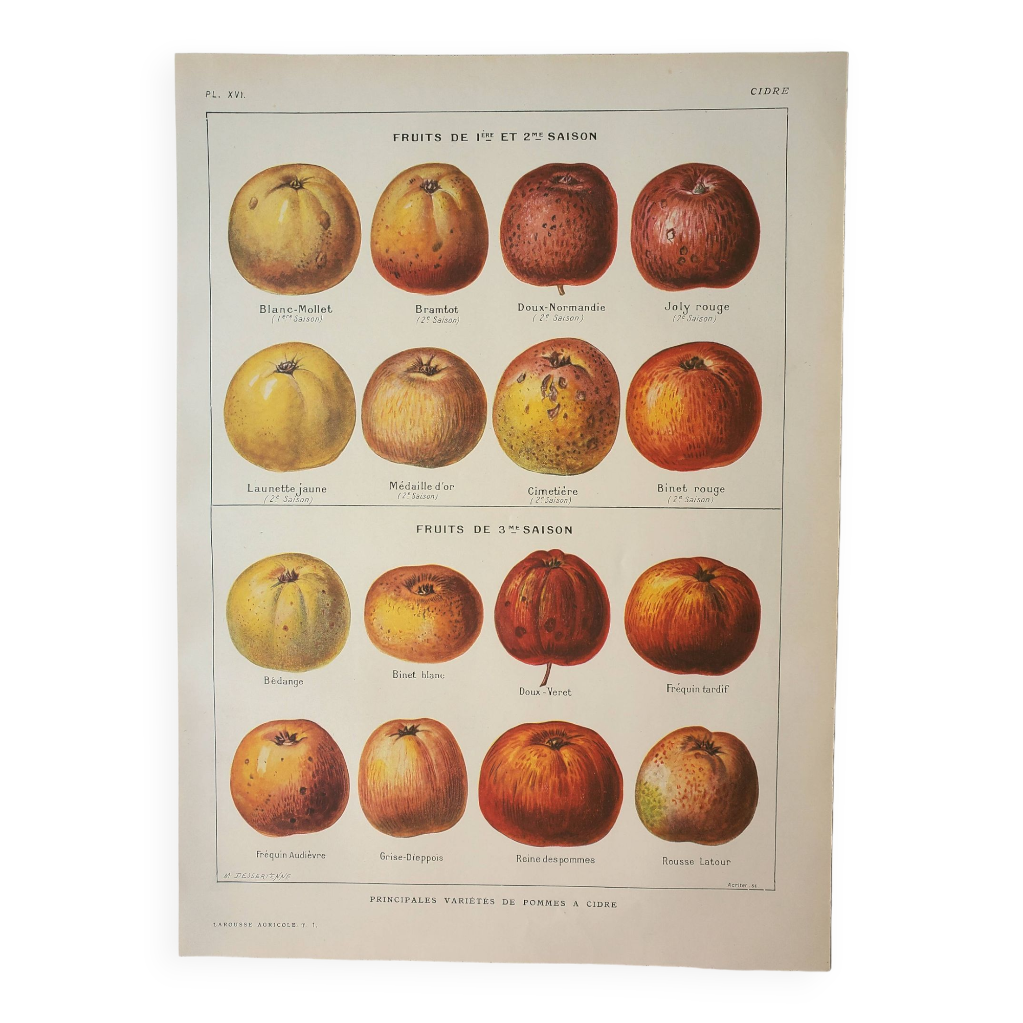 Old engraving 1923, Cider apple, variety, fruit • Lithograph, Original plate
