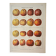 Old engraving 1923, Cider apple, variety, fruit • Lithograph, Original plate