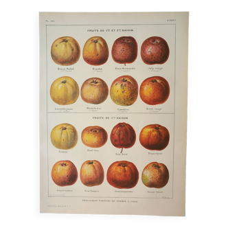 Gravure ancienne 1923, Pomme a cidre, variété, fruit • Lithographie, Planche originale