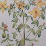 Affiche vintage de botanique, illustration millepertuis