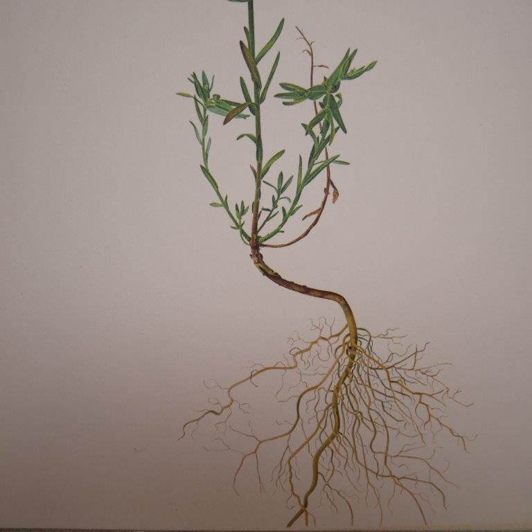 Euphorbia botanical plate