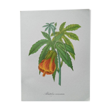 Affiche botanique - Abutilon venosum