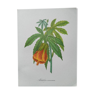 Botanical poster - Abutilon venosum