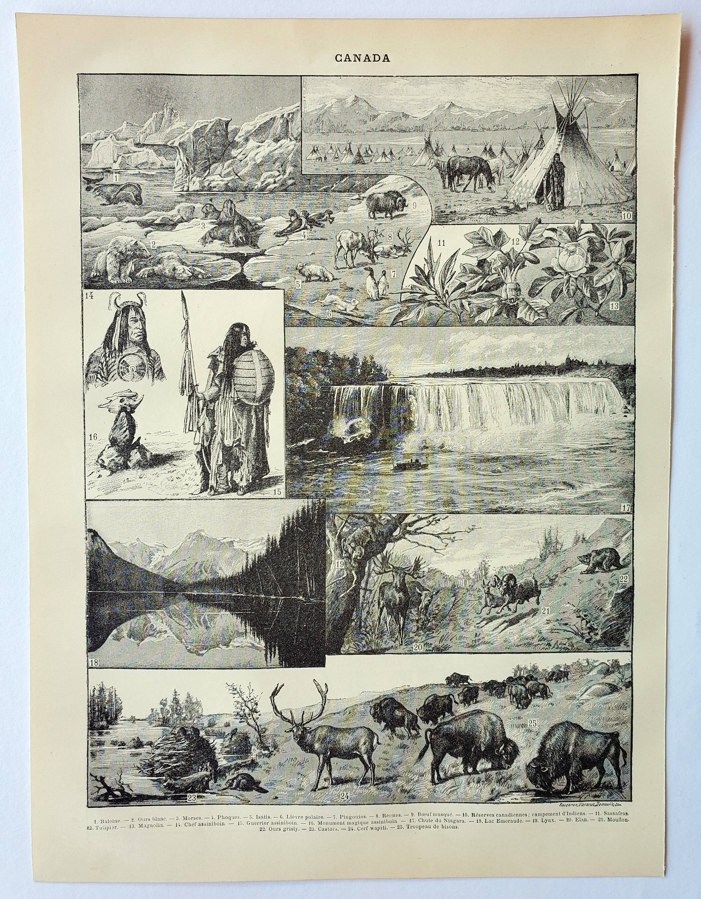 Old engraving 1898, Canada: fauna, flora, tribe • Original and vintage lithograph