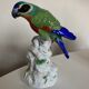 19th century Saxony porcelain parrot signed