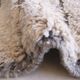 Beige Beni Mrirt Rug - 314 x 215 cm