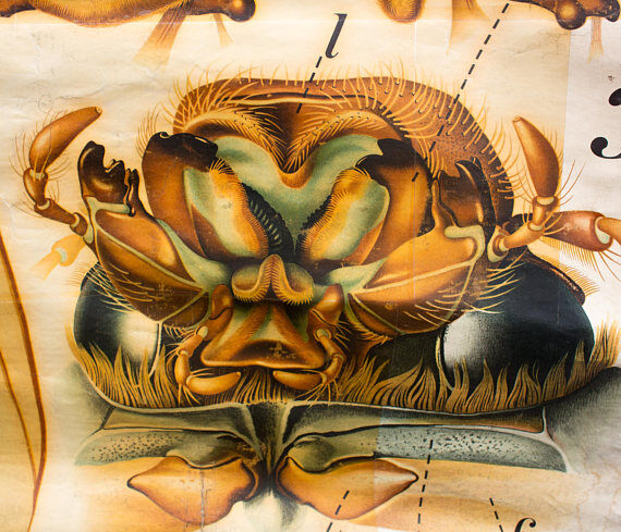 🔎 Vintage Poster from the early 20th century Paul Pfurtscheller Zoological Wall Chart Chafer