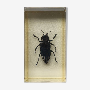 Resin inclusion insect - BUPRESTE TO IDENTIFY Curiosity - No. 23