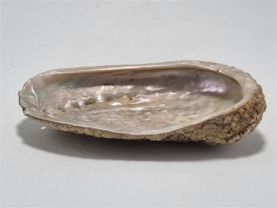 Shell-shaped catchall