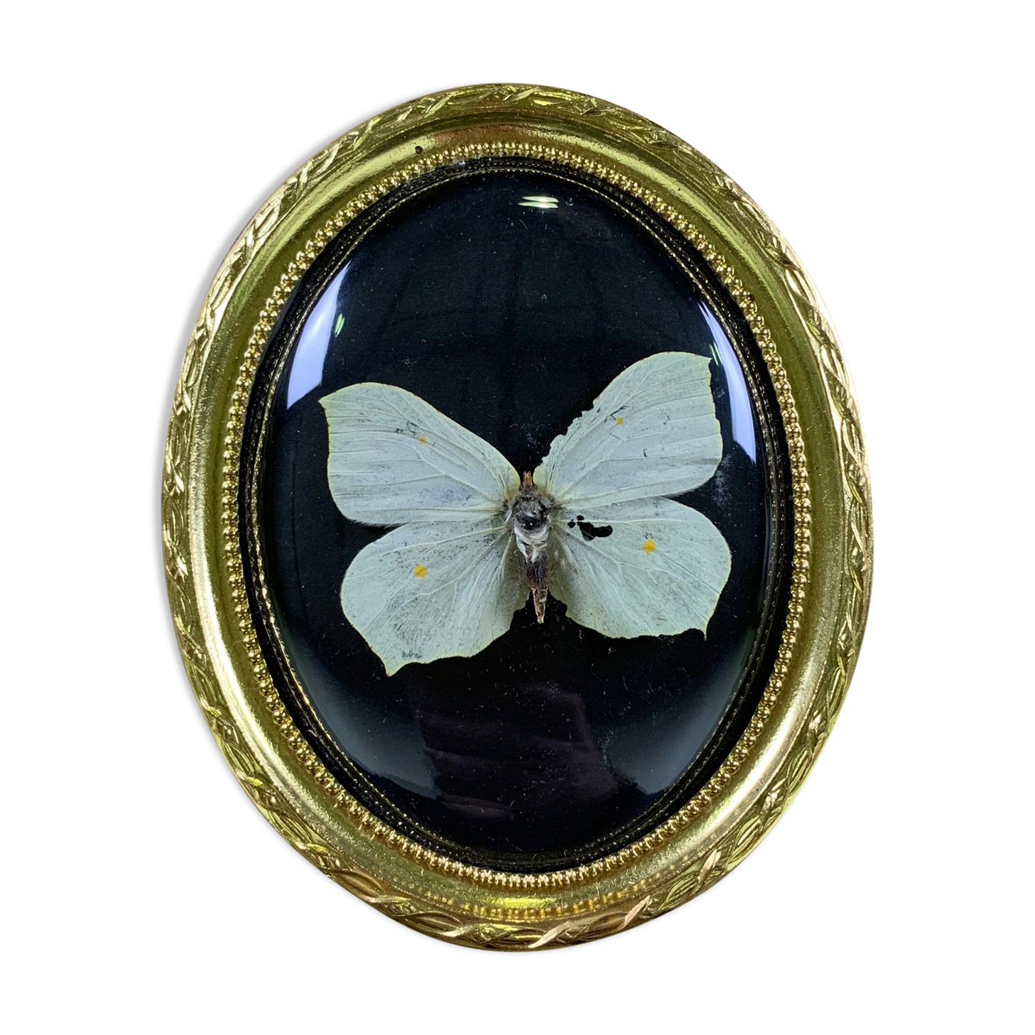 Butterfly under curved frame