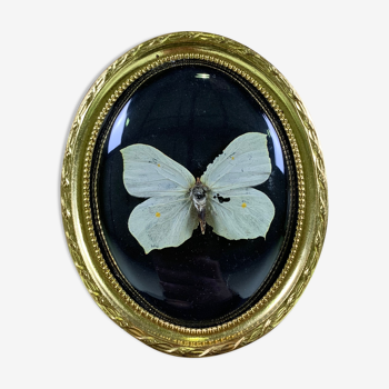 Butterfly under curved frame