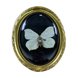 Butterfly under curved frame
