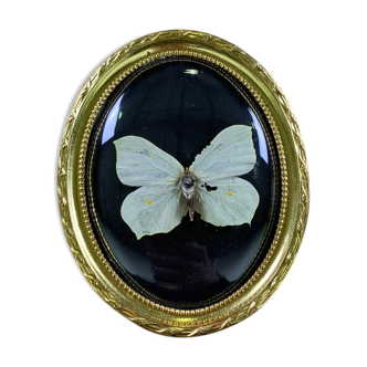 Butterfly under curved frame