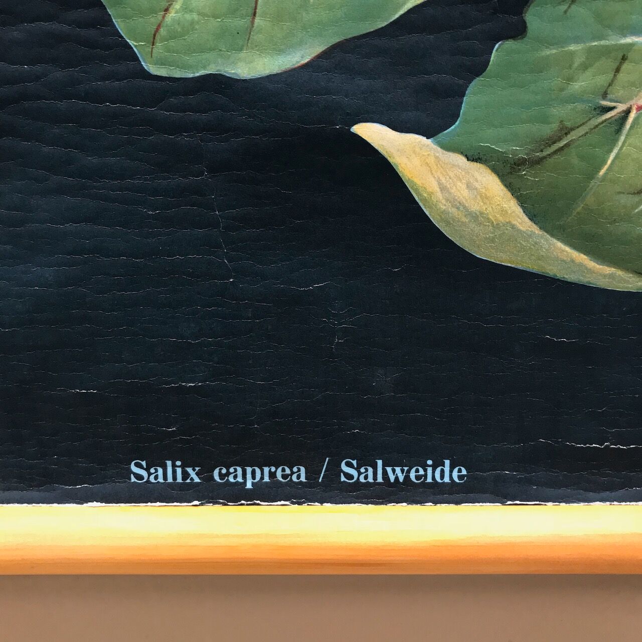 Saule d’affiche de cru en 1961