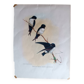 Illustration oiseaux papier