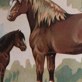 Planche pédagogique chevaux