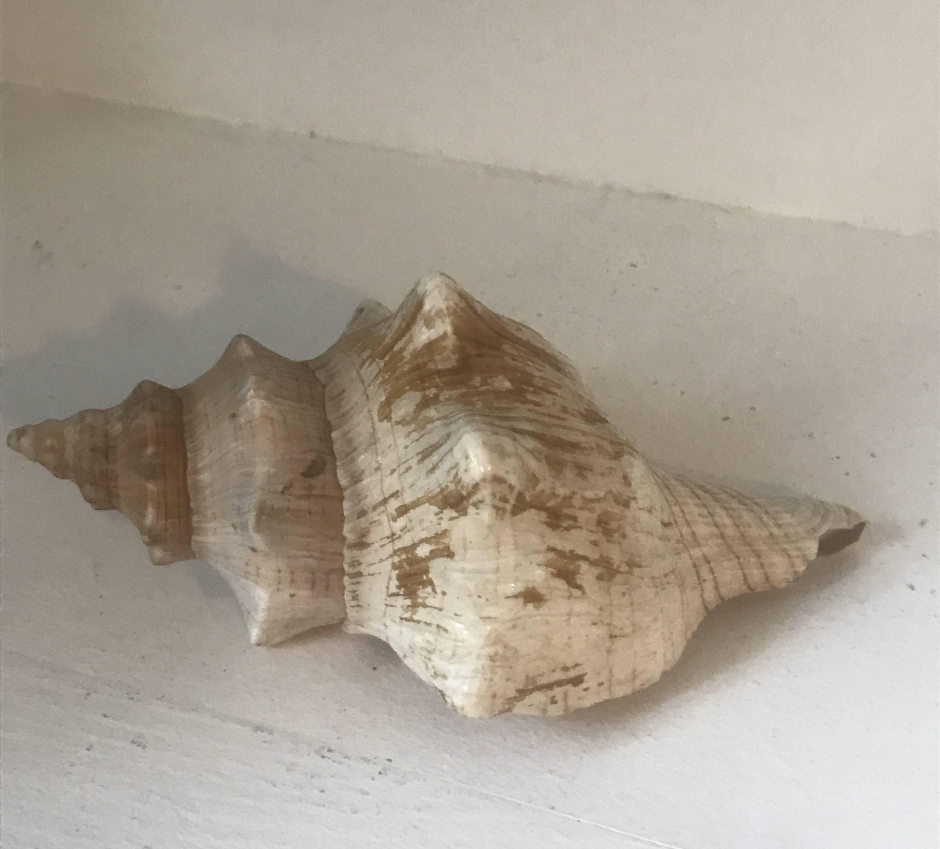 Comoros Conch Shell