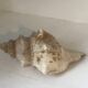 Comoros Conch Shell