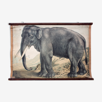 Elephant educational poster, 1891