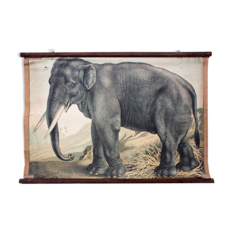 Affiche pédagogique éléphant, 1891