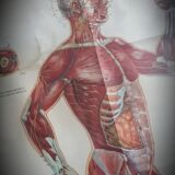 Anatomical poster