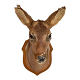 Decoration wall vintage taxidermy