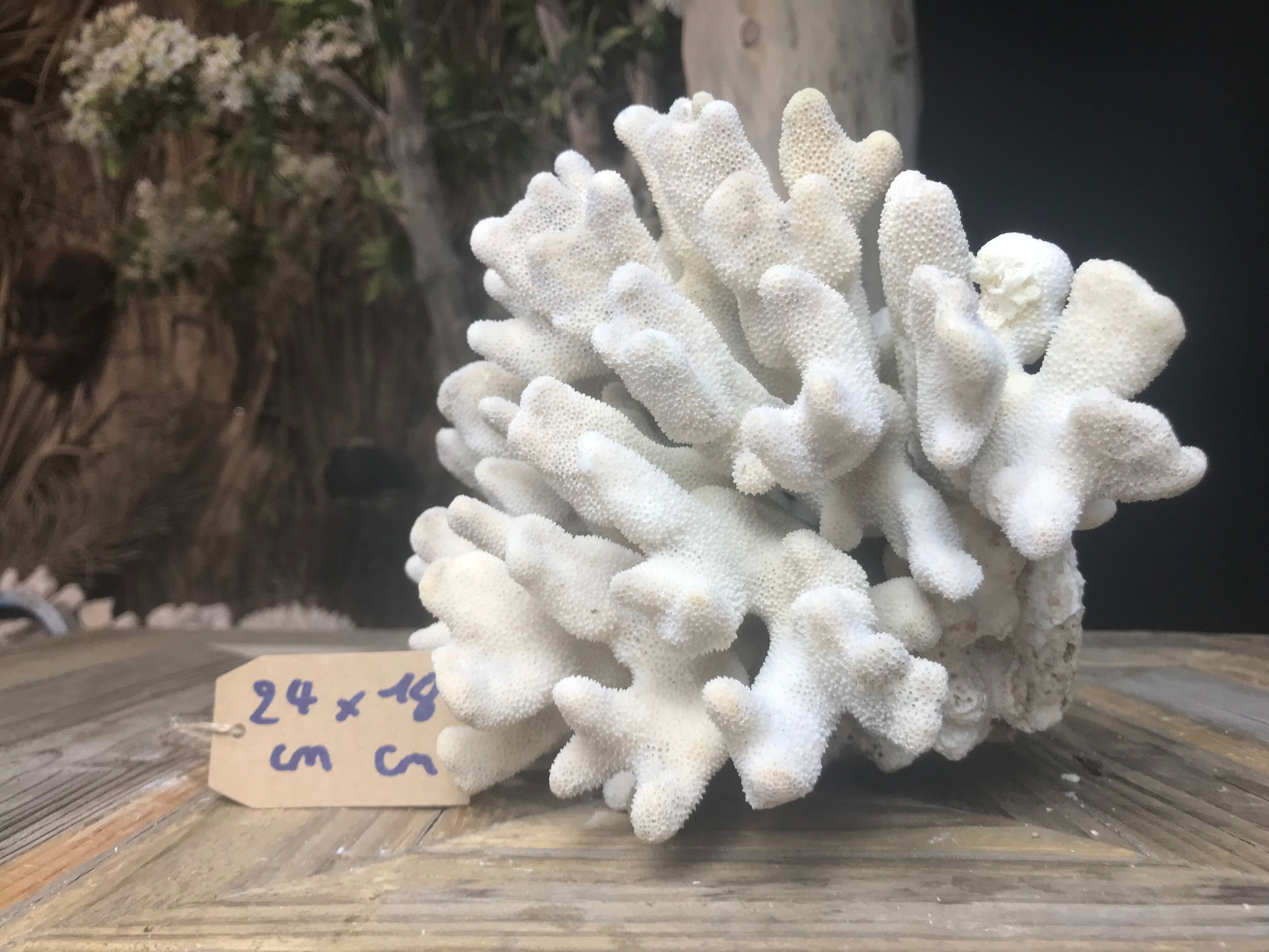 Elkhorn coral