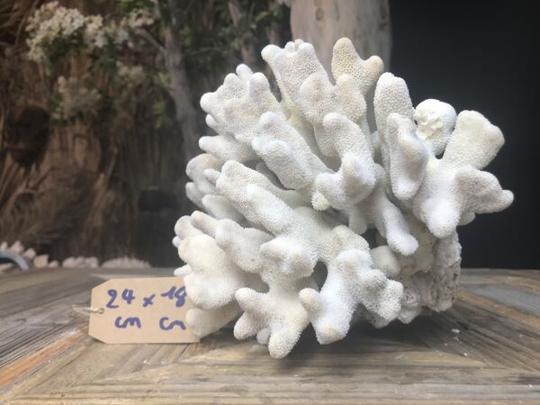 Corail elkhorn