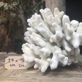 Elkhorn coral