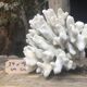 Elkhorn coral