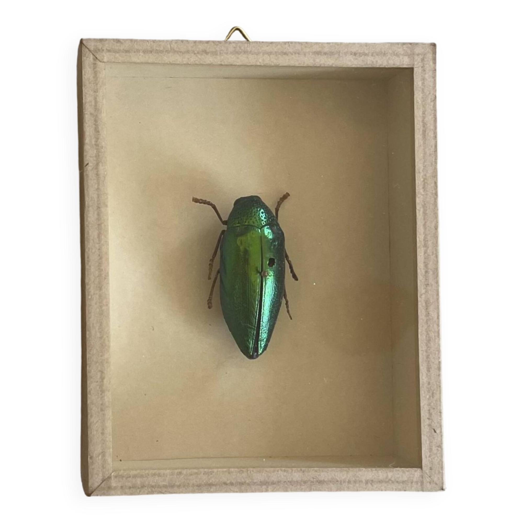 Beetle stuffed under glass