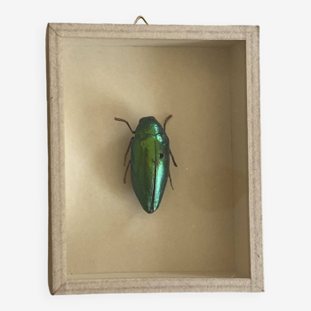 Beetle stuffed under glass
