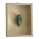 Beetle stuffed under glass