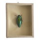 Beetle stuffed under glass