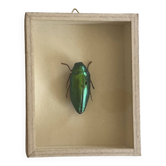 Beetle stuffed under glass