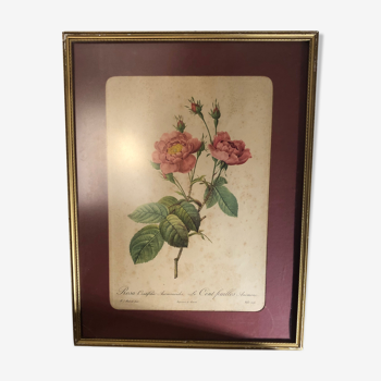Ancient botanical board signed PJ Redouté pink Victor printing, colorful hands anesmonism.