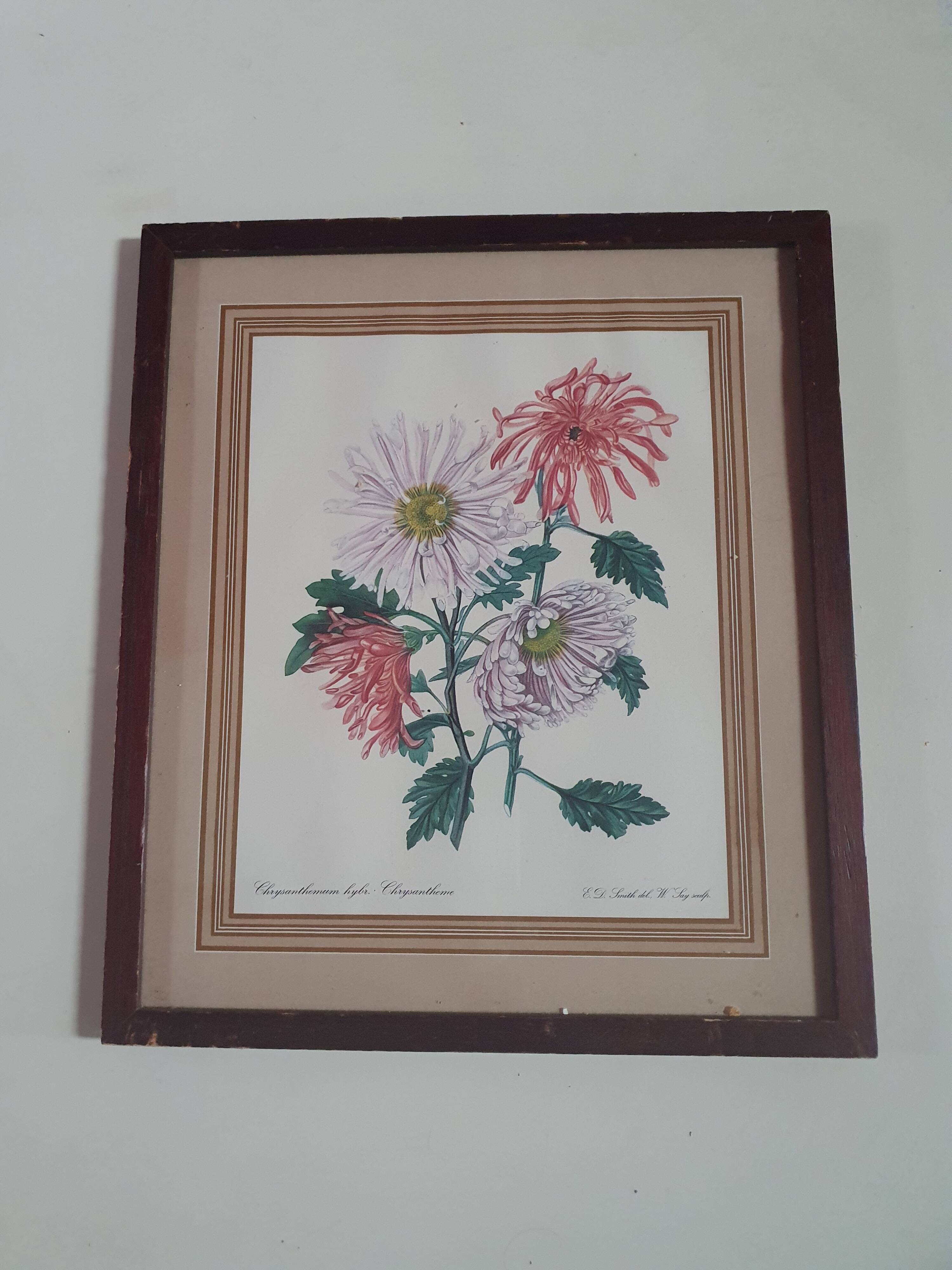 frame canvas poster vintage flowers chrysanthemim chrysanthemum ed smith deb w say scup