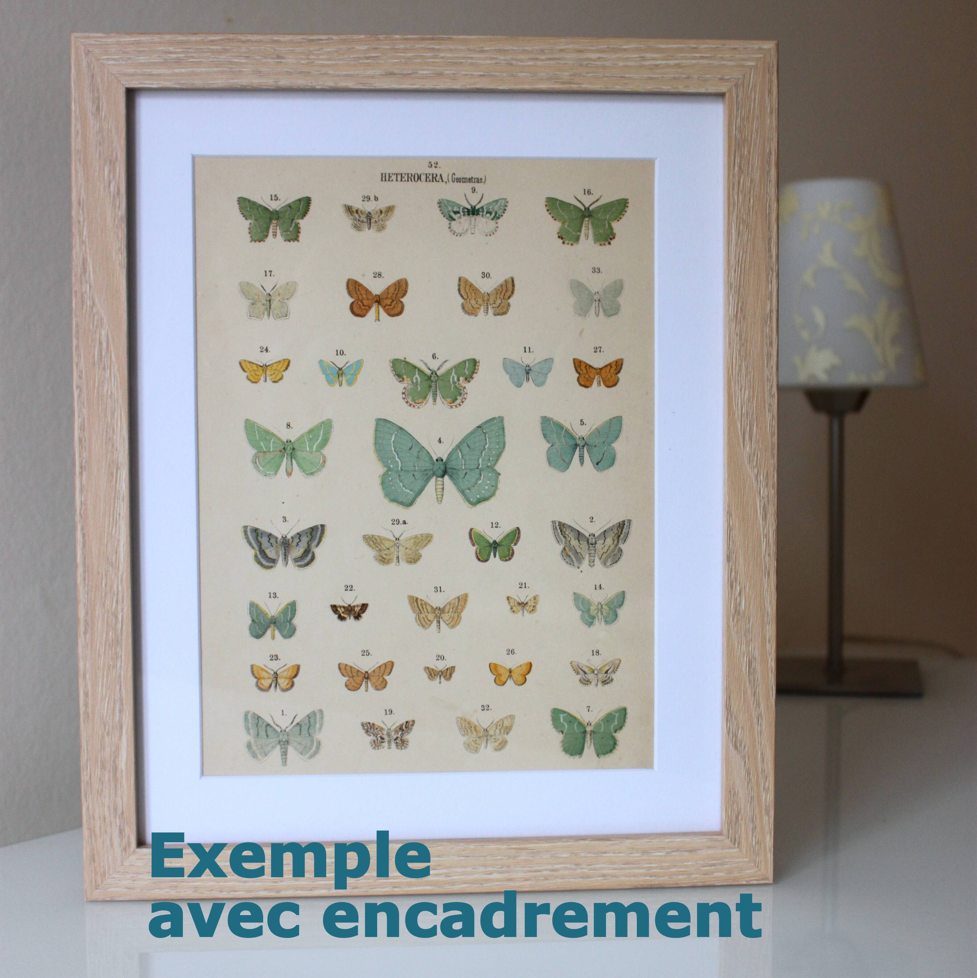 Antique print of Butterflies - Lithograph from 1887 - Galatha