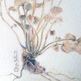 Stunning original botanical watercolor signed