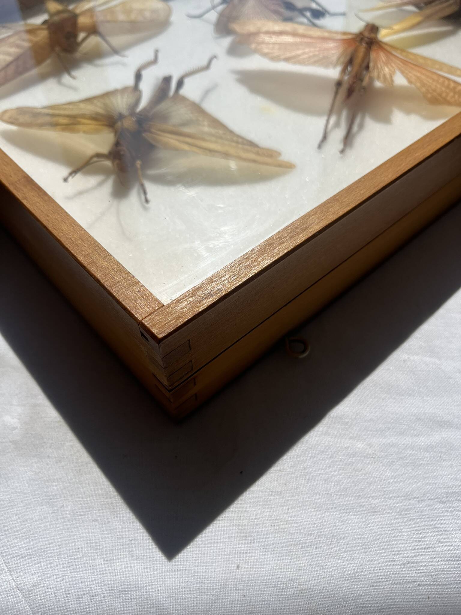 Framed giant insects, entomology collection