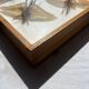 Framed giant insects, entomology collection