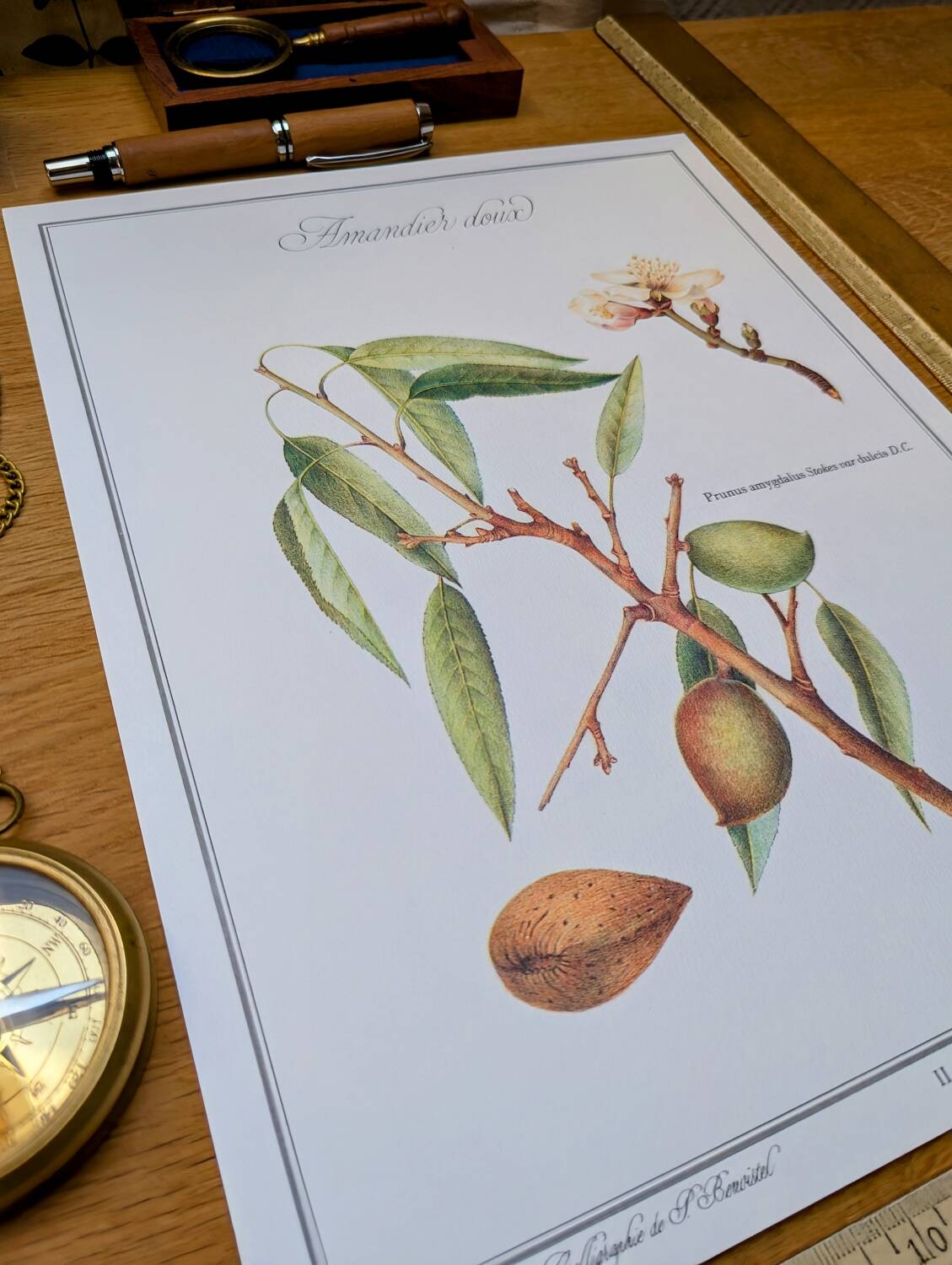 Printed in 1986, botanical plate of the Almond tree