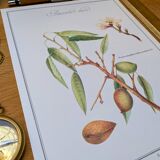 Printed in 1986, botanical plate of the Almond tree