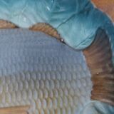 Slush type fish service, vintage 60'S