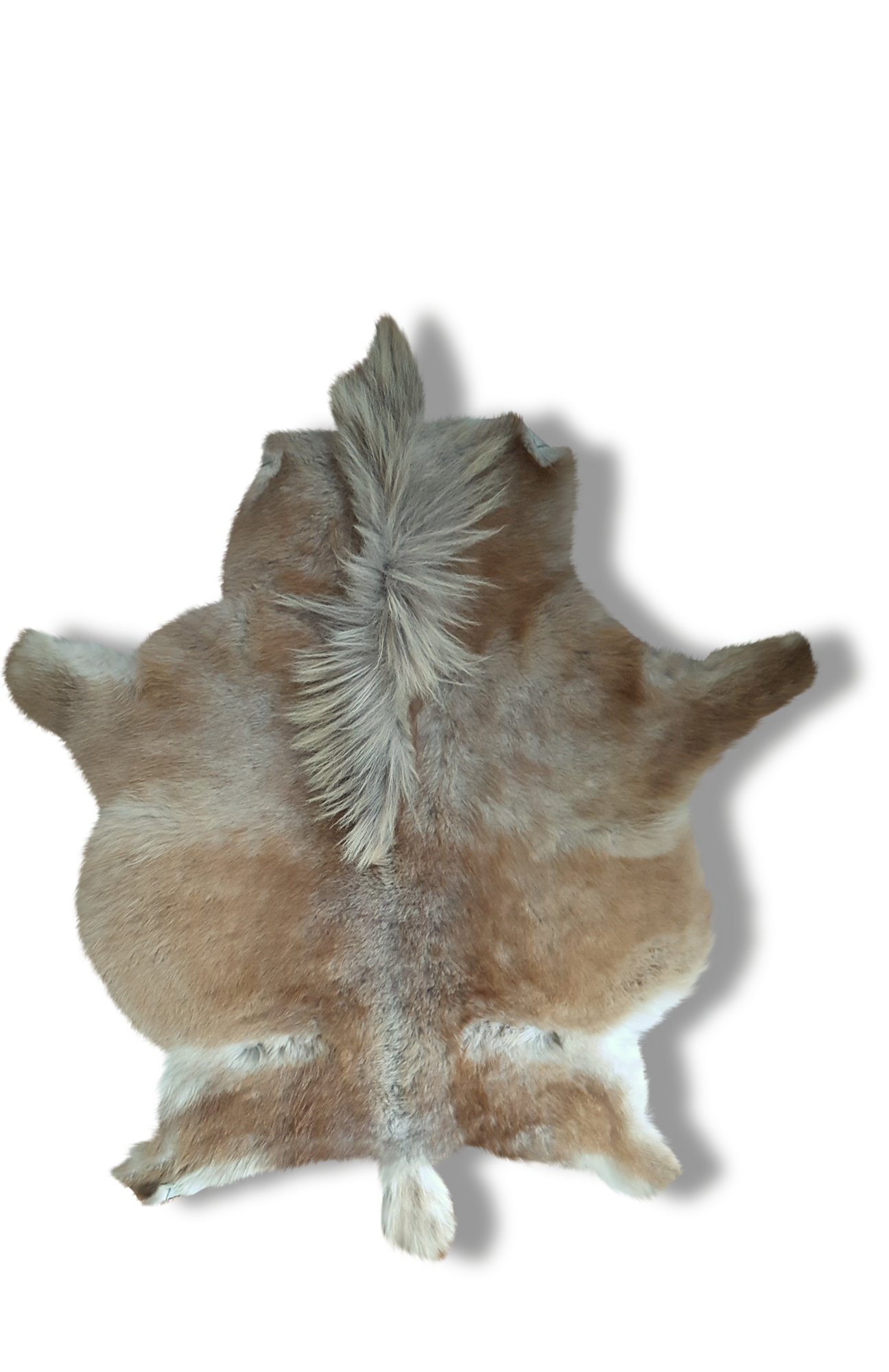 Real Sheitland pony skin