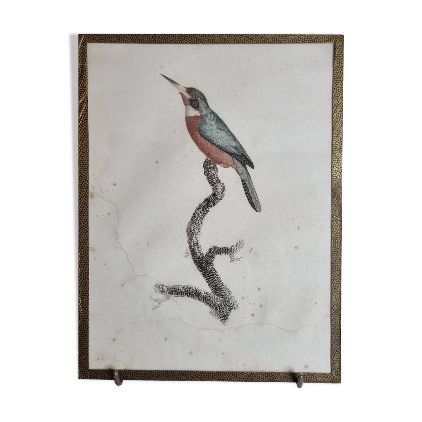 Gravure originale du début du XIXème siècle, Petit Jacamar d'après Jacques Barraband (1806)