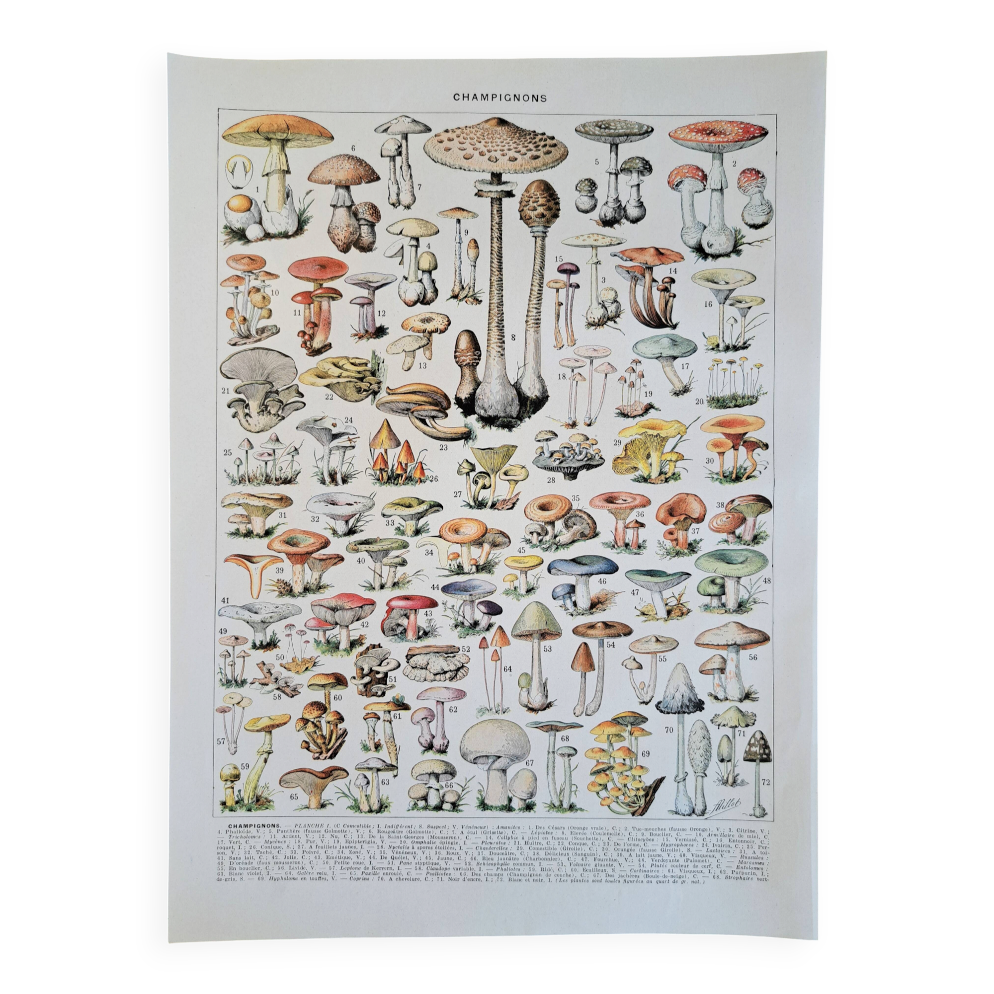 Ancienne planche botanique champignons, 1930