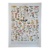 Old botanical plate flowers – 1930 – Mushrooms